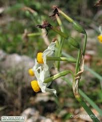 Narcissus tazetta flower9.jpg